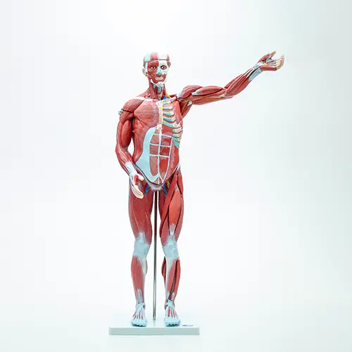 COL 1334 - Figura Muscular Assexuada 80cm 27p.