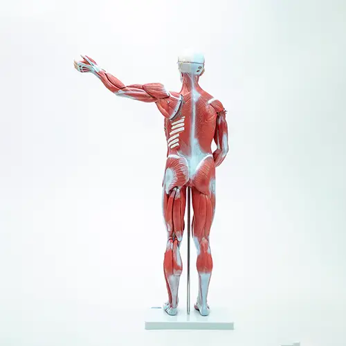 COL 1334 - Figura Muscular Assexuada 80cm 27p. - Image 2