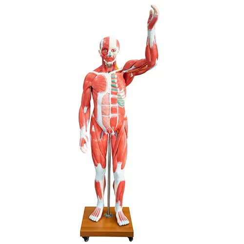 COL 1340 - Figura Muscular Bissexual Luxo 170cm 30 partes