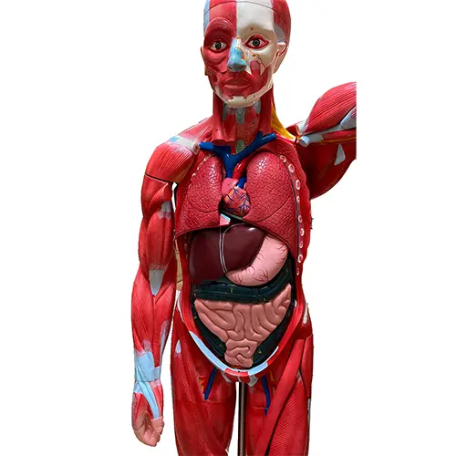COL 1340 - Figura Muscular Bissexual Luxo 170cm 30 partes - Image 2