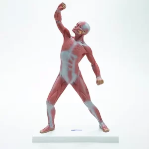 COL 3702 - Figura Muscular 50cm