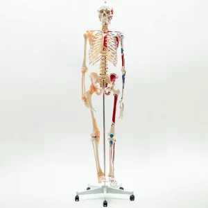 COL 1101-A - Esqueleto Humano 1,70 Muscular com Ligamentos nas Articulações
