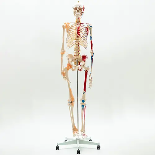 COL 1101-A - Esqueleto Humano 1,70 Muscular com Ligamentos nas Articulações