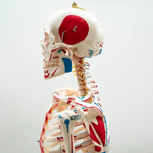 COL 1101-A - Esqueleto Humano 1,70 Muscular com Ligamentos nas Articulações - Image 3