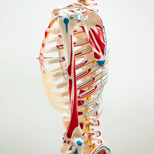 COL 1101-A - Esqueleto Humano 1,70 Muscular com Ligamentos nas Articulações - Image 4