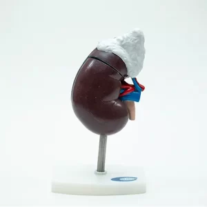 COL 1310 - Rim Humano c/Glandula Renal 3 partes