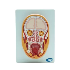 COL 1319-C - Cabeça em Corte Frontal (prancha)