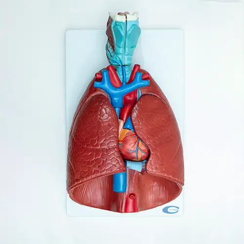 COL 1320 - Sistema Respiratório e Cardiovascular Luxo 7 Partes