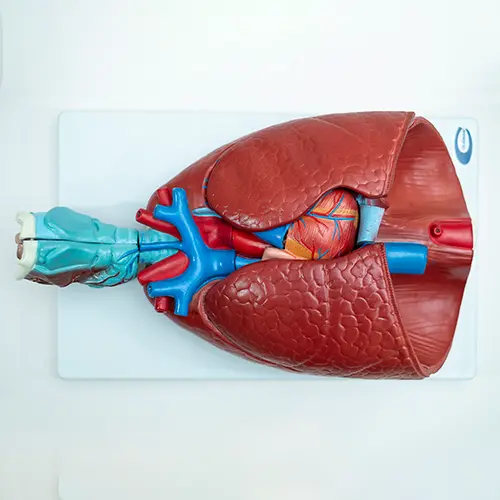 COL 1320 - Sistema Respiratório e Cardiovascular Luxo 7 Partes - Image 2
