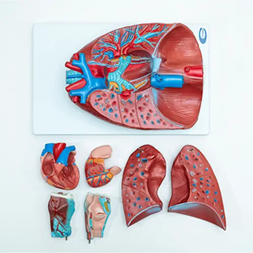 COL 1320 - Sistema Respiratório e Cardiovascular Luxo 7 Partes - Image 3