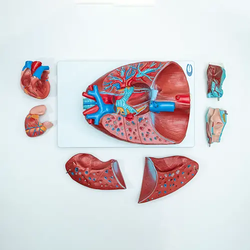 COL 1320 - Sistema Respiratório e Cardiovascular Luxo 7 Partes - Image 4