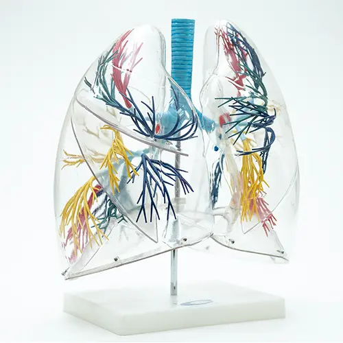 COL 1330 - Pulmão transparente - Image 2