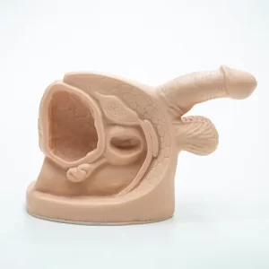 COL 1331-C - Órgão Genital Masculino emborrachado