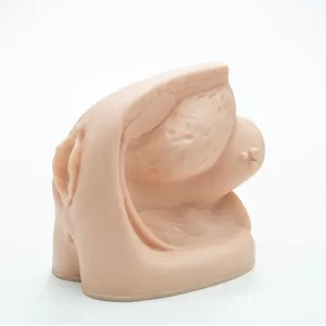 COL 1332-C - Órgão Genital Feminino emborrachado