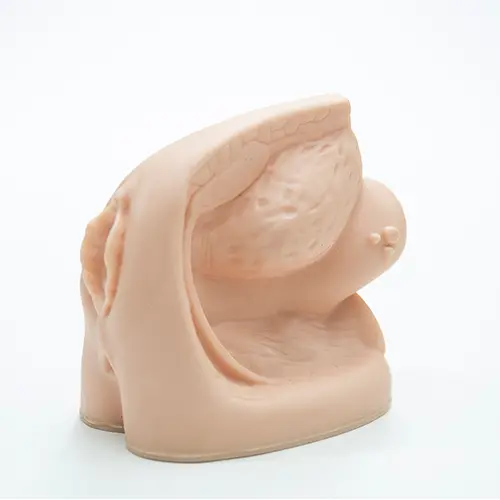 COL 1332-C - Órgão Genital Feminino emborrachado