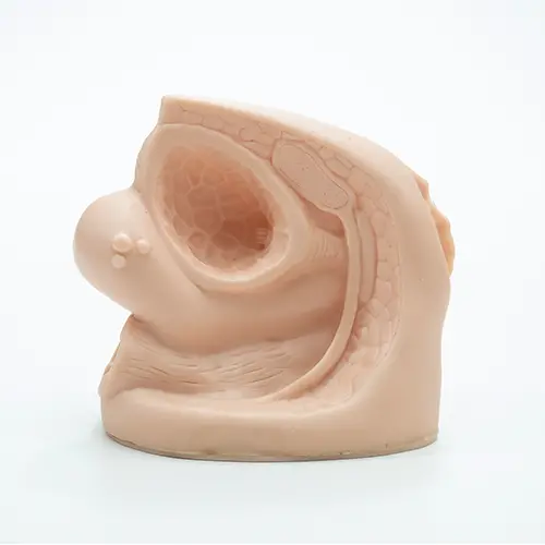 COL 1332-C - Órgão Genital Feminino emborrachado - Image 3