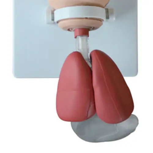 COL 1410-A - Simulador de Intubação Avançado Criança - Image 3