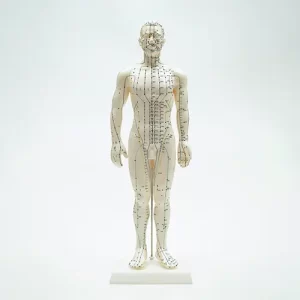 COL 1503 - Modelo Masculino Acupuntura 50cm