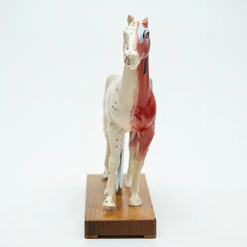 COL 1602 - Cavalo p/ Acupuntura de 13cm - Image 2