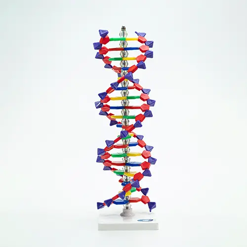COL 1901-A - Dupla Hélice de DNA 40cm - Image 2