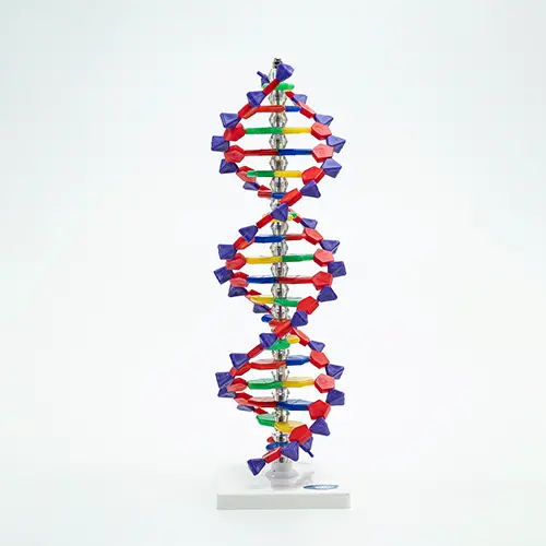 COL 1901-A - Dupla Hélice de DNA 40cm - Image 3