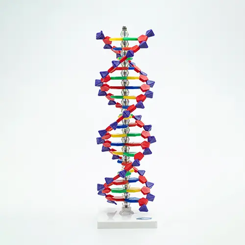 COL 1901-A - Dupla Hélice de DNA 40cm - Image 4
