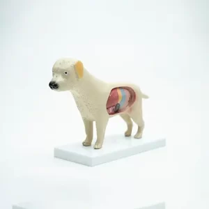 COL 3601 - Anatomia do Cachorro