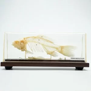 COL 3655 - Esqueleto de Peixe